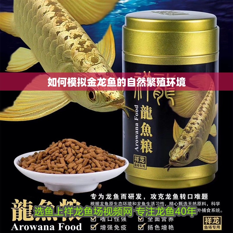 如何模擬金龍魚的自然繁殖環境