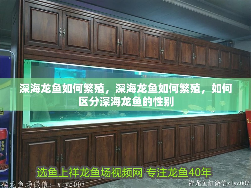 深海龍魚如何繁殖，深海龍魚如何繁殖，如何區(qū)分深海龍魚的性別
