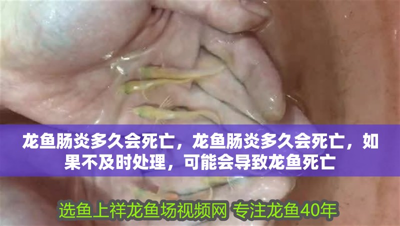 龍魚腸炎多久會(huì)死亡，龍魚腸炎多久會(huì)死亡，如果不及時(shí)處理，可能會(huì)導(dǎo)致龍魚死亡