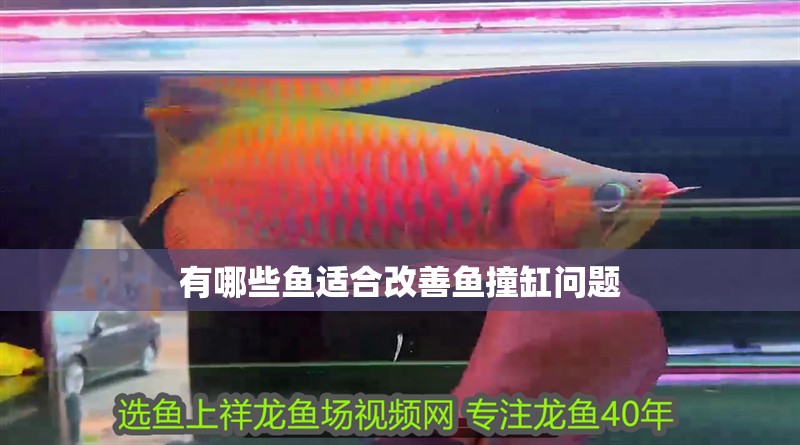 有哪些魚適合改善魚撞缸問題