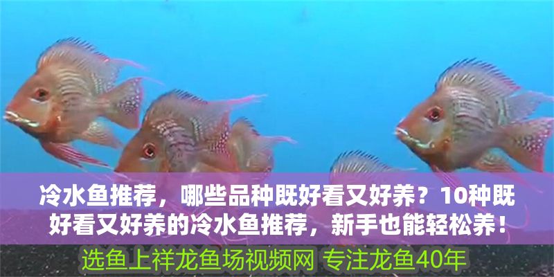 冷水魚推薦，哪些品種既好看又好養？10種既好看又好養的冷水魚推薦，新手也能輕松養！ 冷水魚推薦，哪些品種既好看又好養？10種既好看又好養的冷水魚推薦，新手也能輕松養！ 龍魚百科 第1張