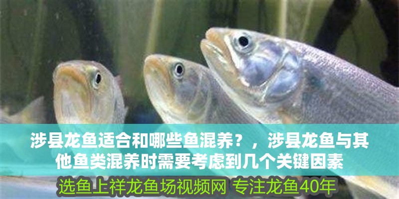涉縣龍魚適合和哪些魚混養(yǎng)？，涉縣龍魚與其他魚類混養(yǎng)時需要考慮到幾個關(guān)鍵因素