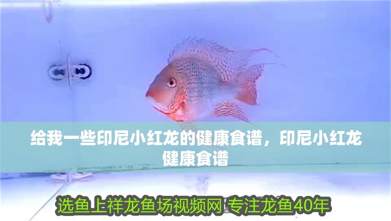 給我一些印尼小紅龍的健康食譜，印尼小紅龍健康食譜
