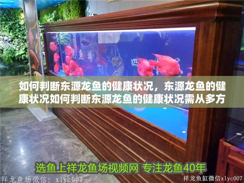 如何判斷東源龍魚的健康狀況，東源龍魚的健康狀況如何判斷東源龍魚的健康狀況需從多方面進行綜合評估
