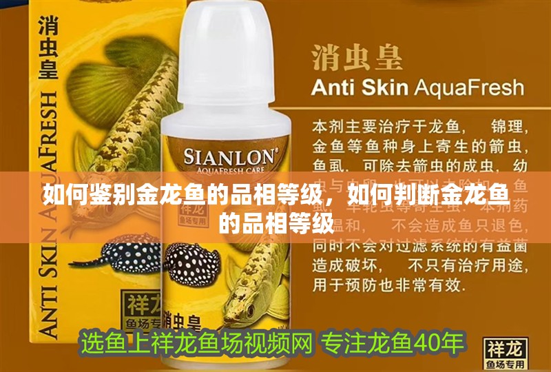 如何鑒別金龍魚(yú)的品相等級(jí)，如何判斷金龍魚(yú)的品相等級(jí)