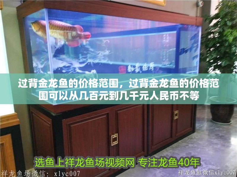 過背金龍魚的價格范圍，過背金龍魚的價格范圍可以從幾百元到幾千元人民幣不等