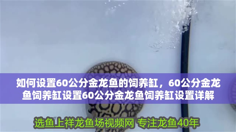 如何設(shè)置60公分金龍魚的飼養(yǎng)缸，60公分金龍魚飼養(yǎng)缸設(shè)置60公分金龍魚飼養(yǎng)缸設(shè)置詳解