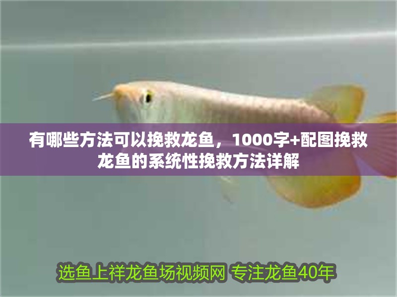 有哪些方法可以挽救龍魚，1000字+配圖挽救龍魚的系統性挽救方法詳解