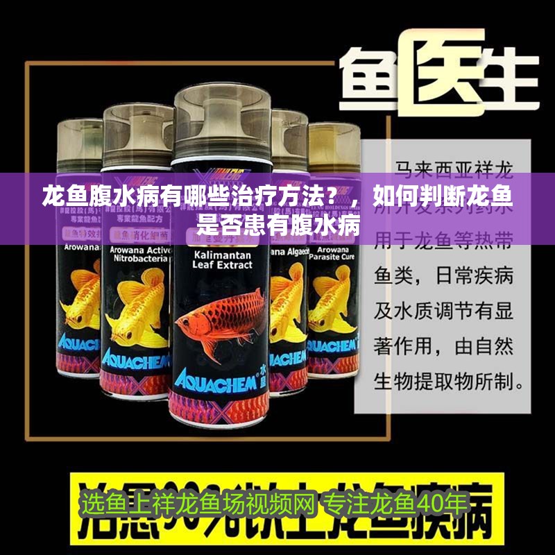 龍魚腹水病有哪些治療方法？，如何判斷龍魚是否患有腹水病