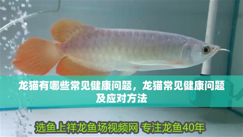龍貓有哪些常見健康問題，龍貓常見健康問題及應對方法