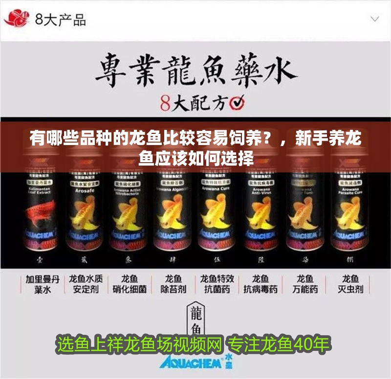 有哪些品種的龍魚比較容易飼養？，新手養龍魚應該如何選擇