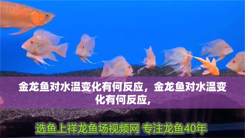 金龍魚對水溫變化有何反應，金龍魚對水溫變化有何反應,