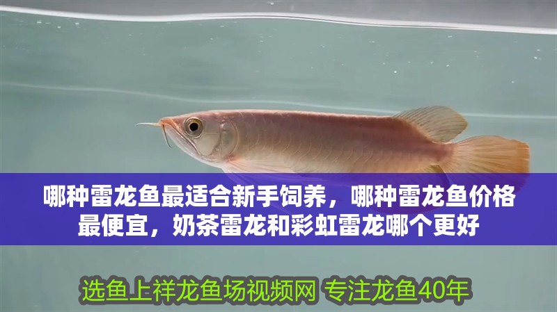 哪種雷龍魚最適合新手飼養，哪種雷龍魚價格最便宜，奶茶雷龍和彩虹雷龍哪個更好