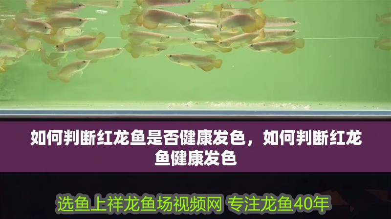 如何判斷紅龍魚是否健康發色，如何判斷紅龍魚健康發色