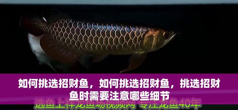 如何挑選招財魚，如何挑選招財魚，挑選招財魚時需要注意哪些細節