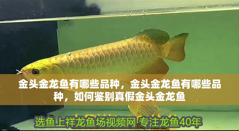 金頭金龍魚有哪些品種，金頭金龍魚有哪些品種，如何鑒別真假金頭金龍魚