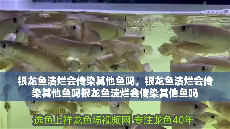 銀龍魚潰爛會傳染其他魚嗎，銀龍魚潰爛會傳染其他魚嗎銀龍魚潰爛會傳染其他魚嗎
