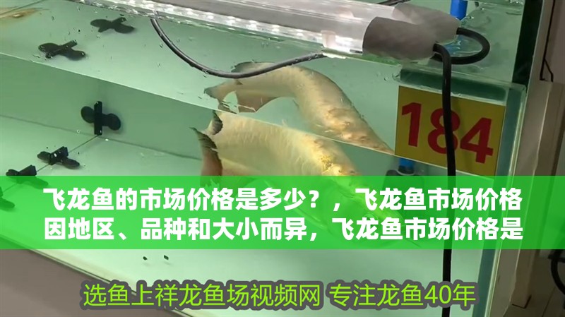 飛龍魚(yú)的市場(chǎng)價(jià)格是多少？，飛龍魚(yú)市場(chǎng)價(jià)格因地區(qū)、品種和大小而異，飛龍魚(yú)市場(chǎng)價(jià)格是多少
