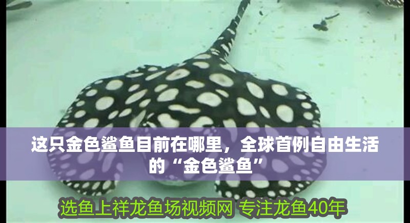 這只金色鯊魚目前在哪里，全球首例自由生活的“金色鯊魚”