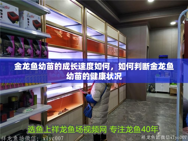 金龍魚幼苗的成長速度如何，如何判斷金龍魚幼苗的健康狀況