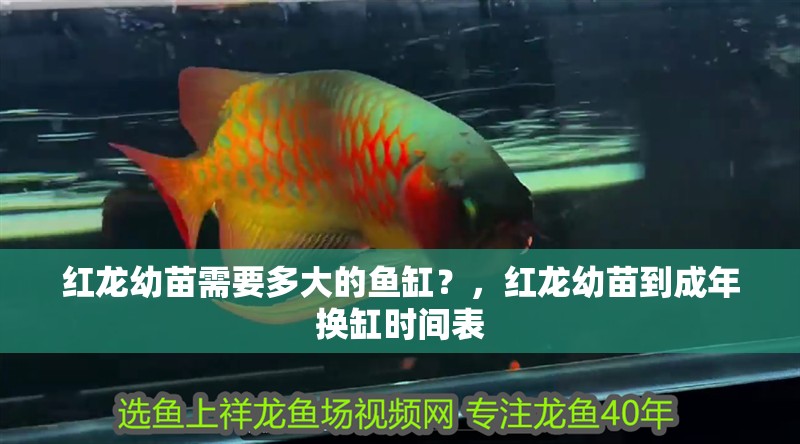 紅龍幼苗需要多大的魚缸？，紅龍幼苗到成年換缸時間表
