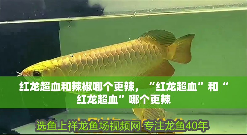 紅龍超血和辣椒哪個更辣，“紅龍超血”和“紅龍超血”哪個更辣