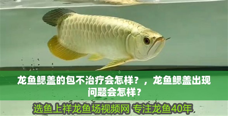 龍魚鰓蓋的包不治療會怎樣？，龍魚鰓蓋出現問題會怎樣？