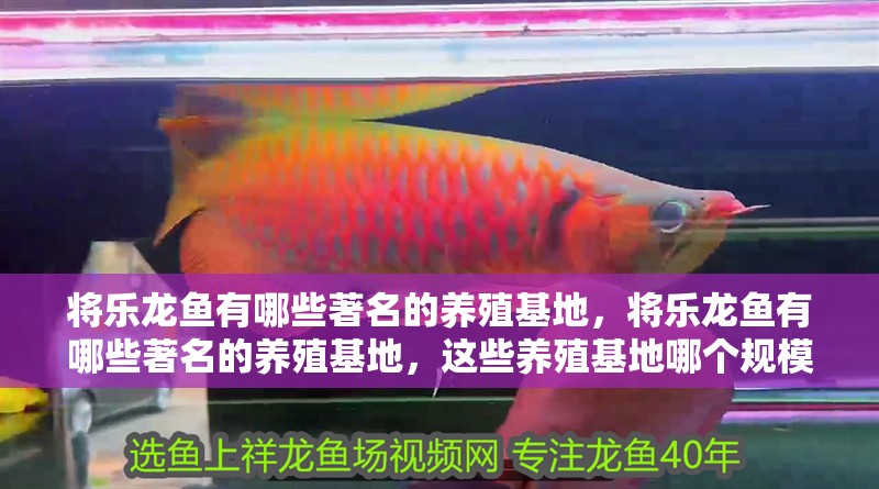 將樂(lè)龍魚(yú)有哪些著名的養(yǎng)殖基地，將樂(lè)龍魚(yú)有哪些著名的養(yǎng)殖基地，這些養(yǎng)殖基地哪個(gè)規(guī)模最大？