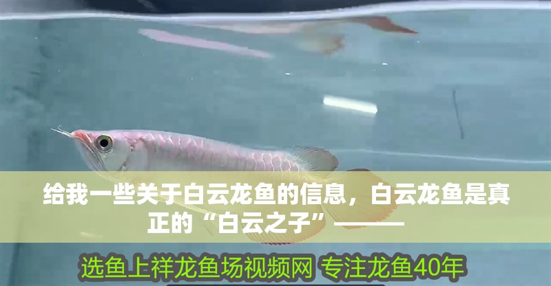 給我一些關于白云龍魚的信息，白云龍魚是真正的“白云之子”———