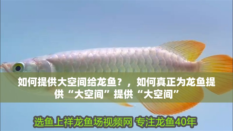 如何提供大空間給龍魚？，如何真正為龍魚提供“大空間”提供“大空間”
