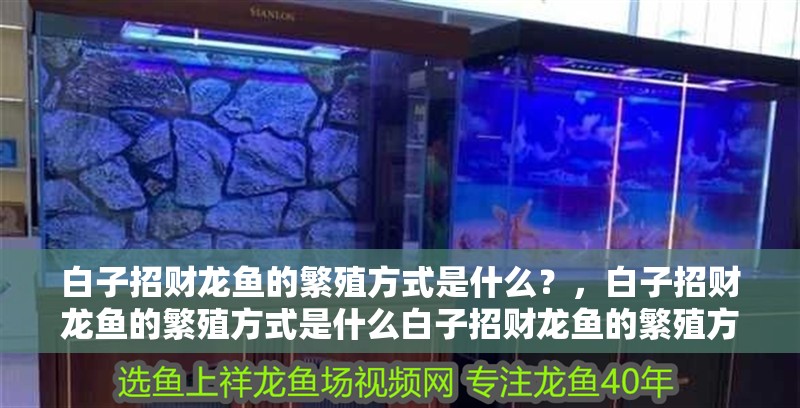 白子招財龍魚的繁殖方式是什么？，白子招財龍魚的繁殖方式是什么白子招財龍魚的繁殖方式
