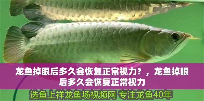 龍魚掉眼后多久會恢復(fù)正常視力？，龍魚掉眼后多久會恢復(fù)正常視力