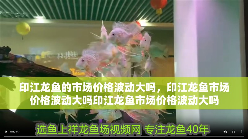 印江龍魚的市場價格波動大嗎，印江龍魚市場價格波動大嗎印江龍魚市場價格波動大嗎