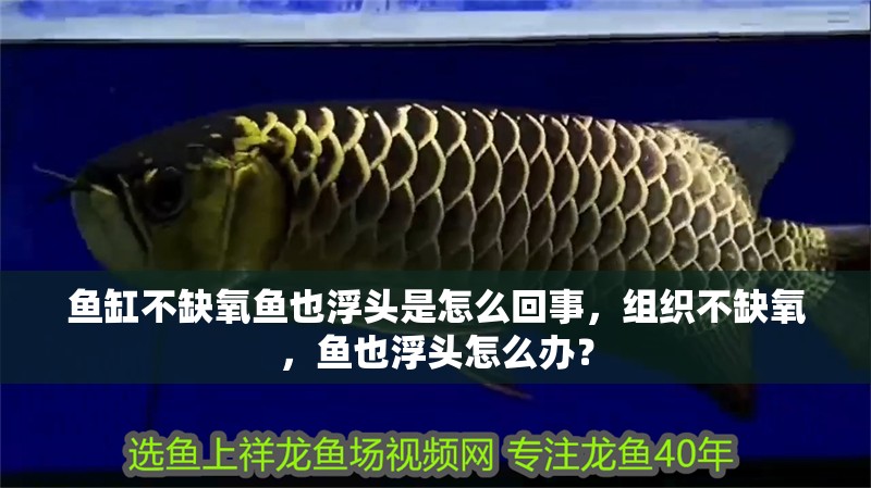 魚缸不缺氧魚也浮頭是怎么回事，組織不缺氧，魚也浮頭怎么辦？