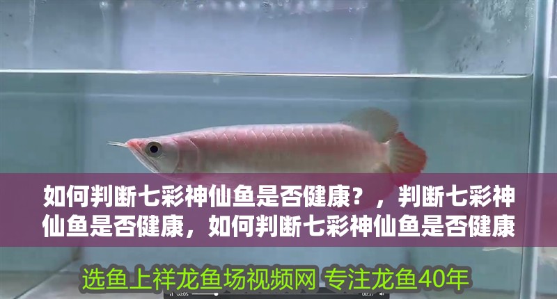 如何判斷七彩神仙魚是否健康？，判斷七彩神仙魚是否健康，如何判斷七彩神仙魚是否健康