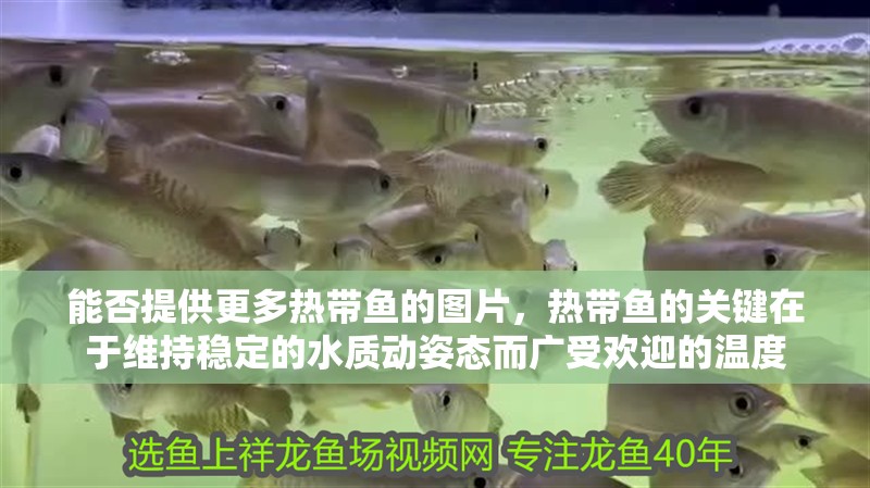 能否提供更多熱帶魚的圖片，熱帶魚的關鍵在于維持穩定的水質動姿態而廣受歡迎的溫度