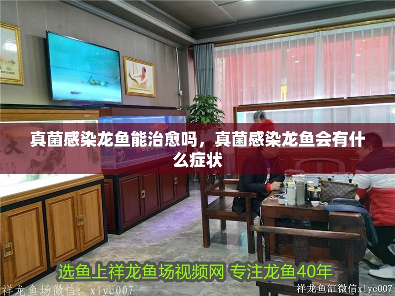 真菌感染龍魚能治愈嗎，真菌感染龍魚會(huì)有什么癥狀