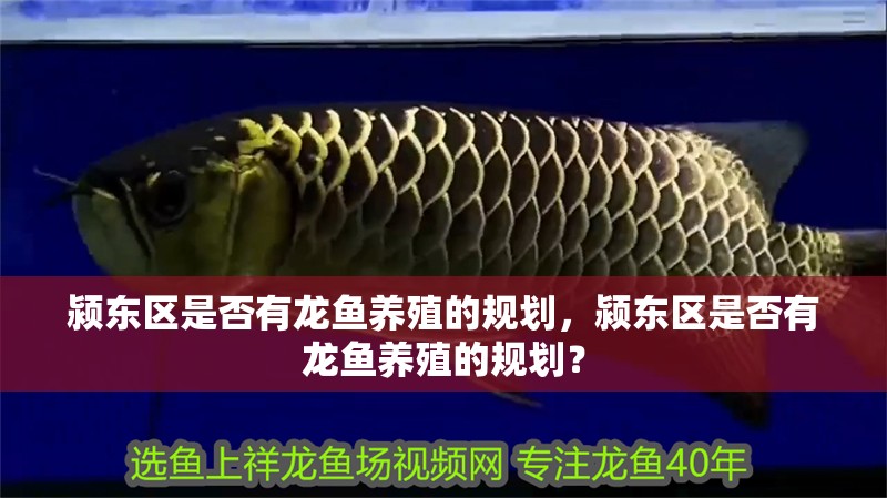 潁東區(qū)是否有龍魚養(yǎng)殖的規(guī)劃，潁東區(qū)是否有龍魚養(yǎng)殖的規(guī)劃？