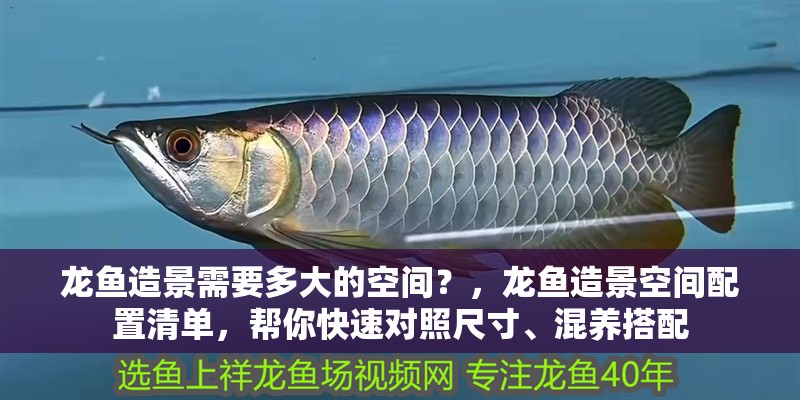 龍魚造景需要多大的空間？，龍魚造景空間配置清單，幫你快速對(duì)照尺寸、混養(yǎng)搭配