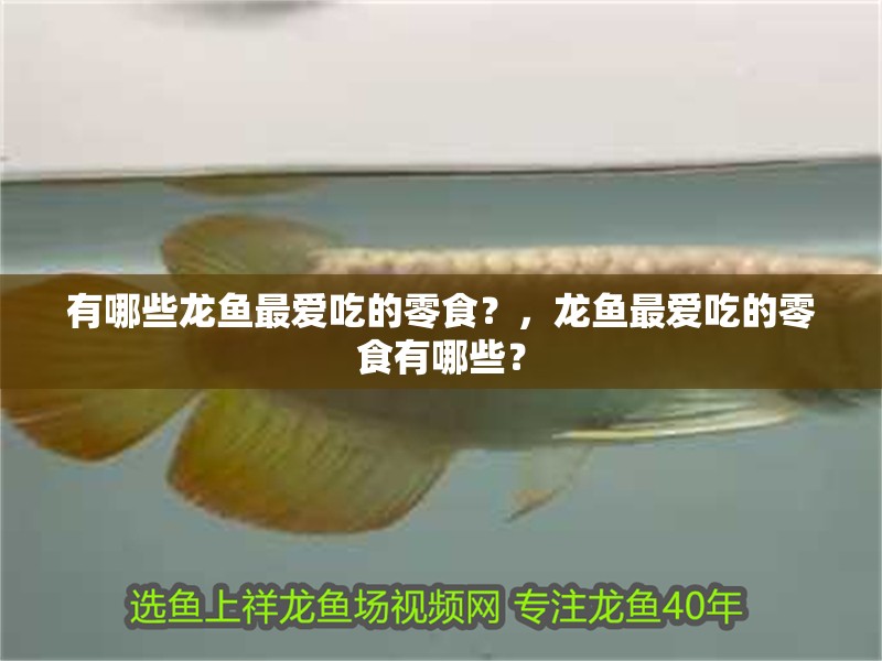 有哪些龍魚最愛吃的零食？，龍魚最愛吃的零食有哪些？