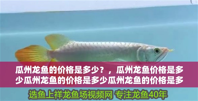 瓜州龍魚的價格是多少？，瓜州龍魚價格是多少瓜州龍魚的價格是多少瓜州龍魚的價格是多少