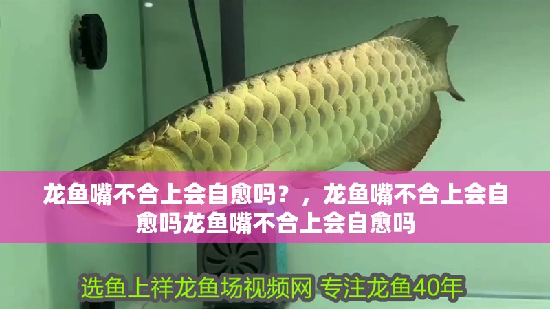 龍魚嘴不合上會自愈嗎？，龍魚嘴不合上會自愈嗎龍魚嘴不合上會自愈嗎