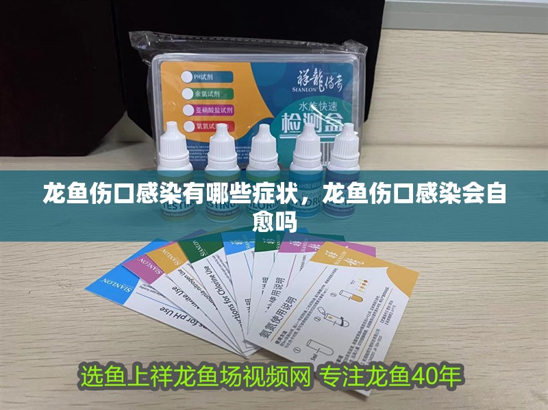 龍魚傷口感染有哪些癥狀，龍魚傷口感染會自愈嗎