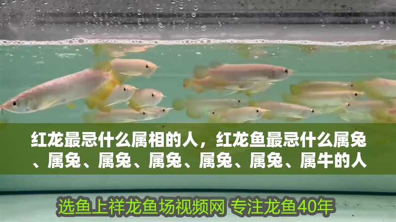 紅龍最忌什么屬相的人，紅龍魚(yú)最忌什么屬兔、屬兔、屬兔、屬兔、屬兔、屬兔、屬牛的人