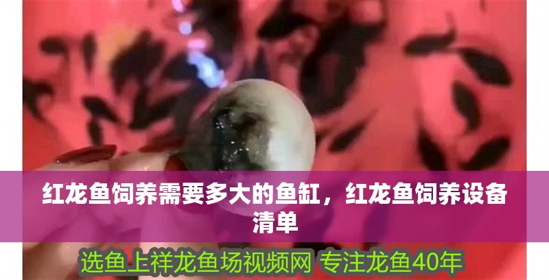 紅龍魚飼養(yǎng)需要多大的魚缸，紅龍魚飼養(yǎng)設(shè)備清單