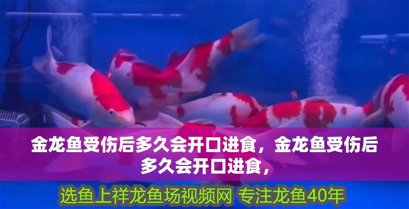 金龍魚受傷后多久會開口進食，金龍魚受傷后多久會開口進食，