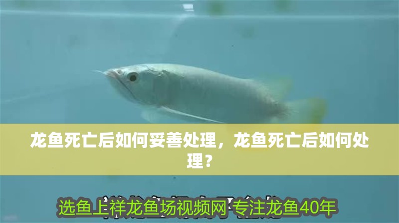 龍魚死亡后如何妥善處理，龍魚死亡后如何處理？
