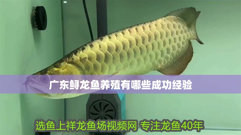 廣東鱘龍魚(yú)養(yǎng)殖有哪些成功經(jīng)驗(yàn)