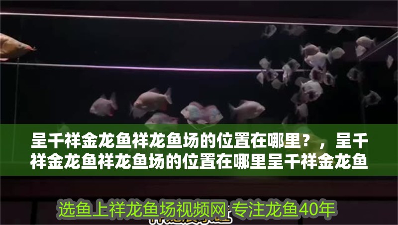 呈千祥金龍魚祥龍魚場的位置在哪里？，呈千祥金龍魚祥龍魚場的位置在哪里呈千祥金龍魚祥龍魚場的位置在哪里