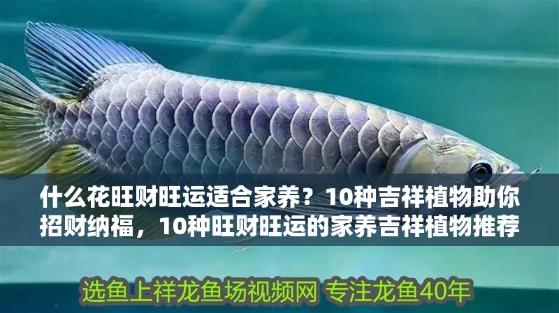 什么花旺財旺運適合家養？10種吉祥植物助你招財納福，10種旺財旺運的家養吉祥植物推薦